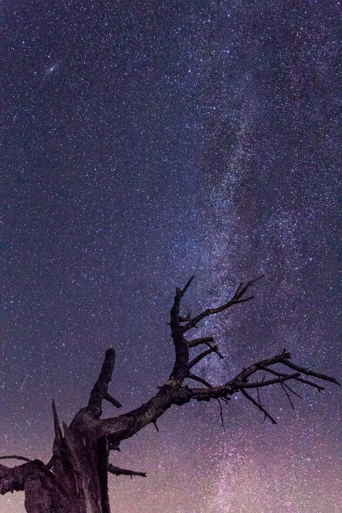 A stunning view of a starry night sky featuring the Milky Way and a silhouetted tree.
